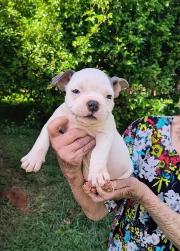 Meninas de American bully