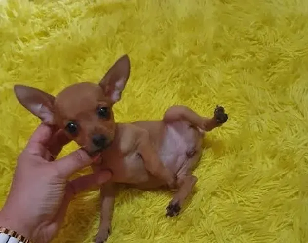 Lindos filhotes de Pinscher 00