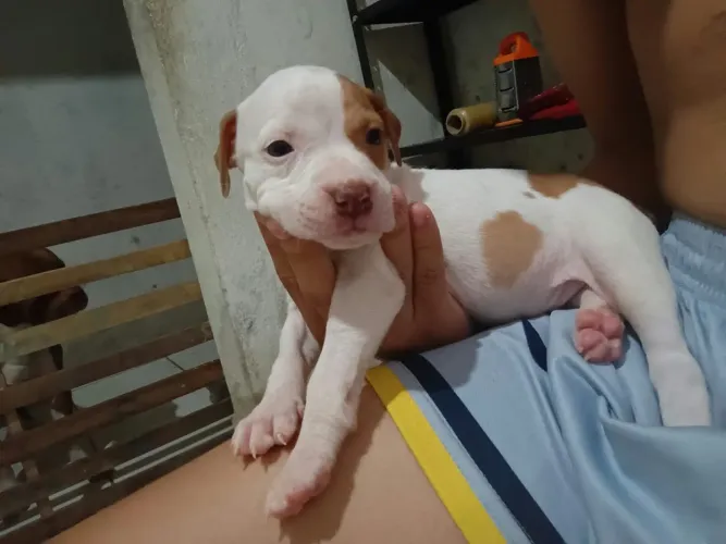 Filhotinhos de pitbull