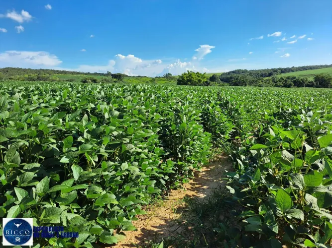 Fazenda à Venda em Ipameri GO | 161 Hectares | Área Agricultável
