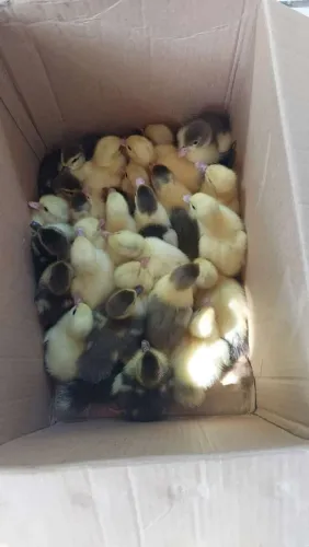 Patos e marrecos de varias idades 