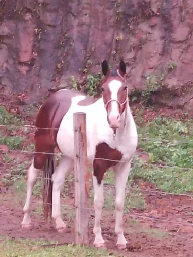 Maravilhoso Crioulo Castrado Tobiano, jovem, bem domado e pronto.