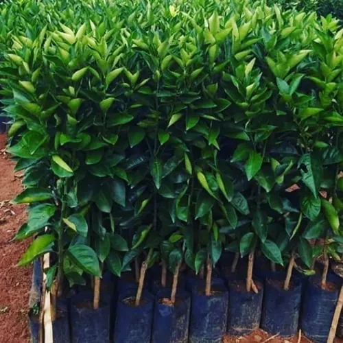 Mudas frutíferas