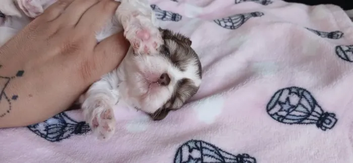 Shihtzu
