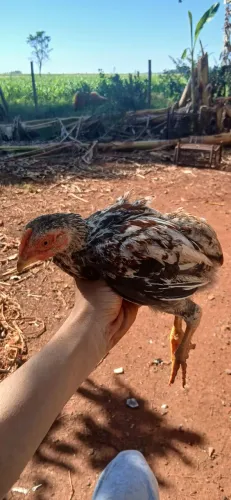 Franguinhos suros
