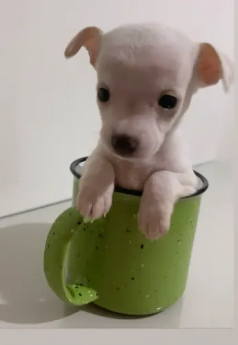 DOAÇÃO CHIHUAHUA - DESCRIÇÃO