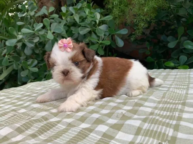 shihTzu Fêmea De cor Clara e Porte Pequeno