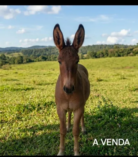  Burro para trabalho e criação - 2 anos<br>