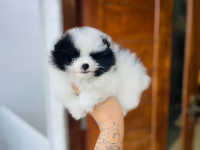 Lulu macho mini com pedigree