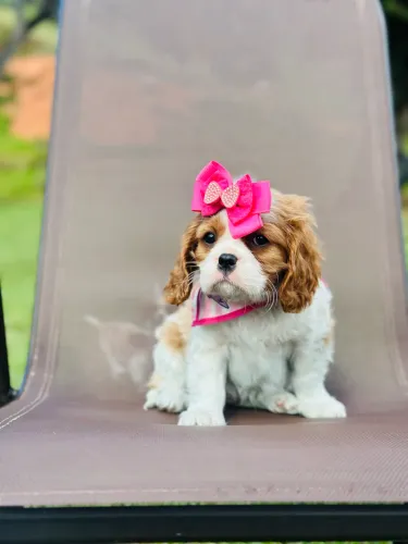 Cavalier king fêmea de alto padrão