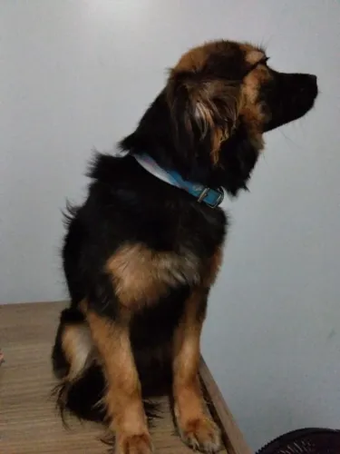 Doa se cachorro
