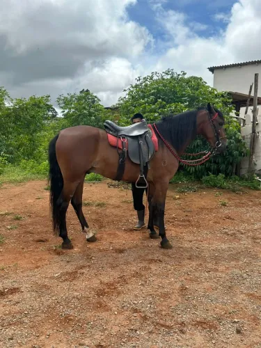 Cavalo registrado