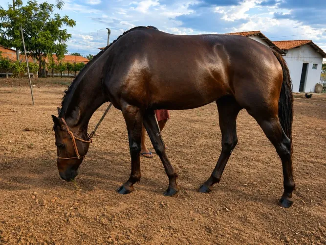  Cavalo Mestiço de Quarto de Milha, Vaquejada ? valor negociável 