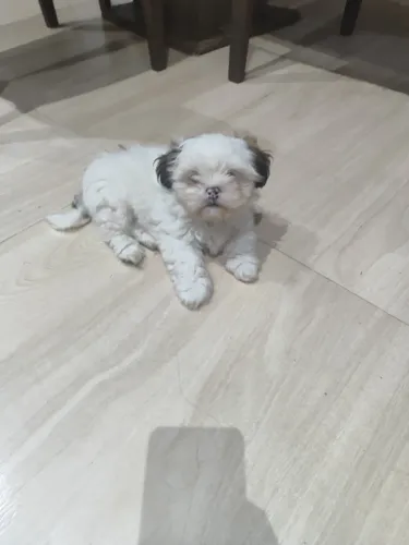 Lhasa Apso