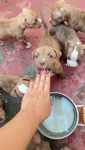 Vende filhote pitbull