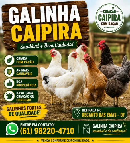 Galinha caipira