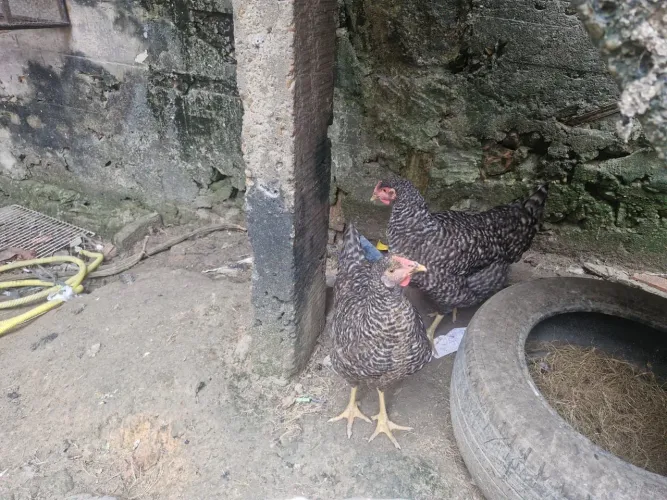 Vendo galinha caipira e ovos para consumo 