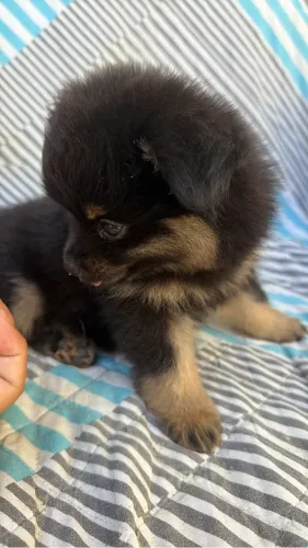 Spitz Alemão