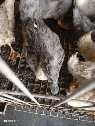 Animais de estimação marreco de pompom