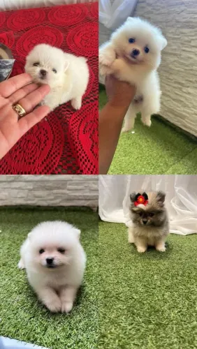 Lulu da Pomerânia adorável