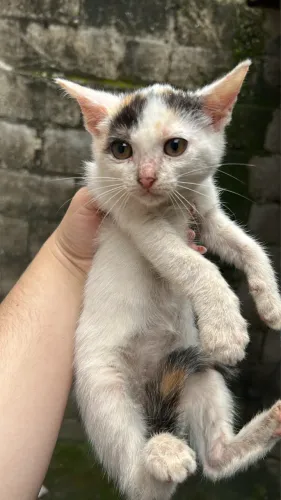 Gatinha