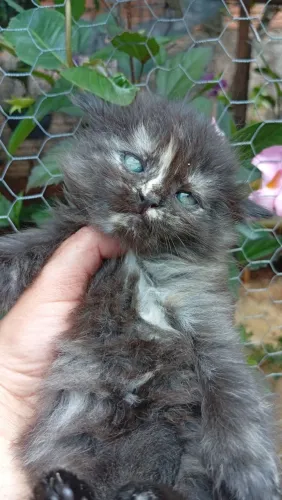 Filhote gato persa