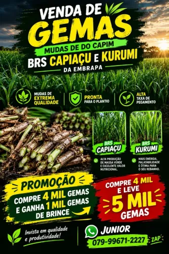 Mudas do capim da Embrapa BRS CAPIAÇU E KURUMI entrego em aracaju GRÁTIS