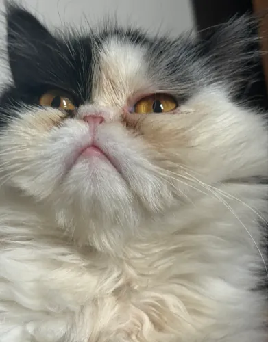 GATA PERSA