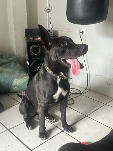 Cachorro pra adoção 