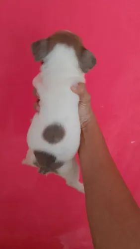 Bulldog francês exótico
