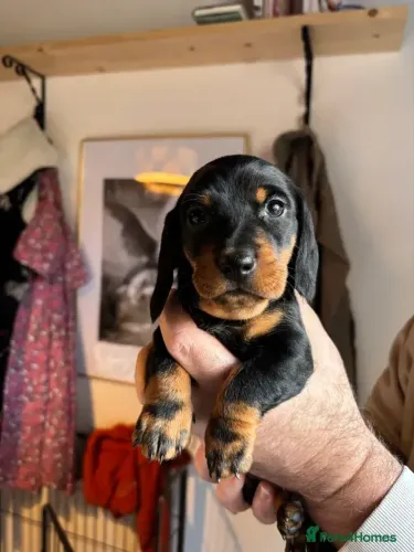 Salsichinha Macho e Fêmea Vacinados Teckel/Dachshund/Salsicha/Salsichinha/Basset/Cofap