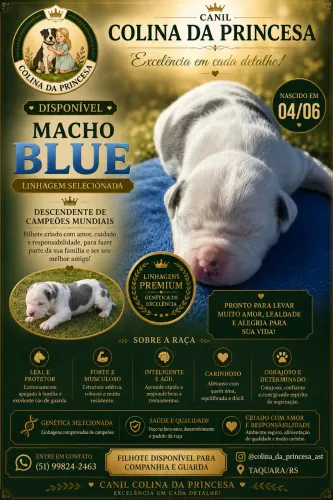 Filhotes de Amstaff Disponíveis - Lindos e Saudáveis | Taquara/RS