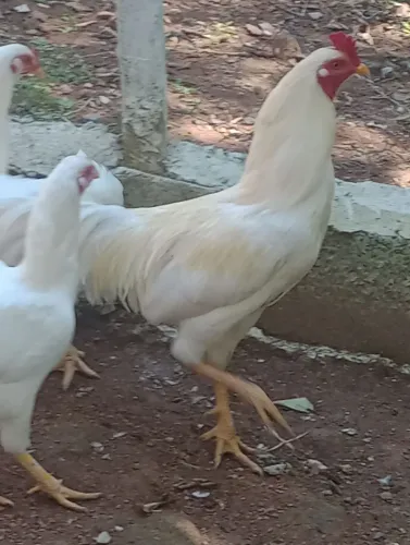 Galinhas  índia brancas 