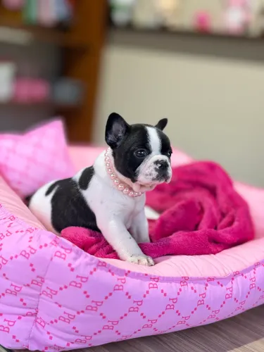 Bulldog Francês macho e fêmea! Pais com pedigree, leia a descrição.