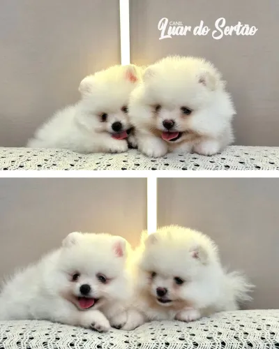 Filhotes de Spitz Alemão