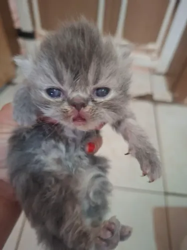 Vende-se filhote de gato persa macho pv