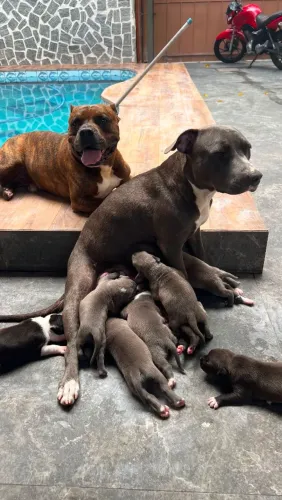 American Staffordshire terrier, Amstaff. (Não é Pitbull, bully, pitMonster)