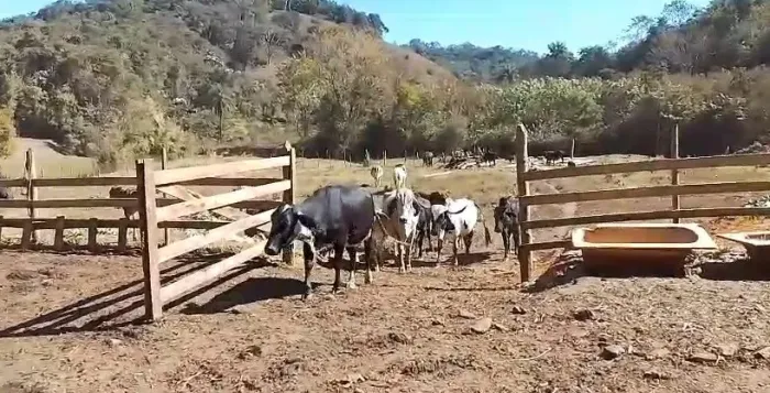 10 Vacas de Leite Com Bezerros Gado Próximo a Belo Horizonte Bezerras Vaca Leiteira