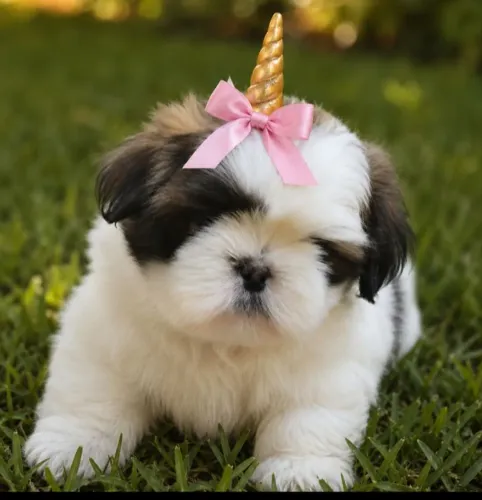 Lindas femias de Shih Tzu para reservas no cartão em 10 vzs entrego