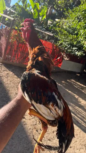 Frango índio bico curto?