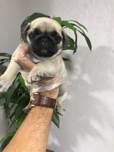 Pug - Vacina V10 Importada: Mais Proteção para o Seu Pug