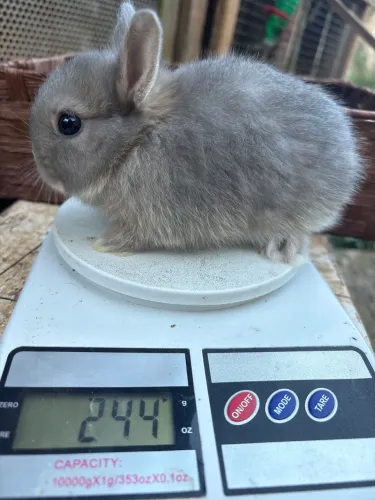 Coelhinhos Fofos