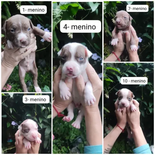 American bully
