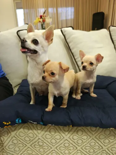 chihuahua alto padrão