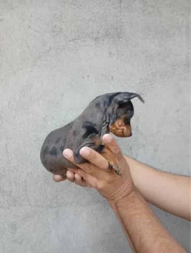 Pinscher macho