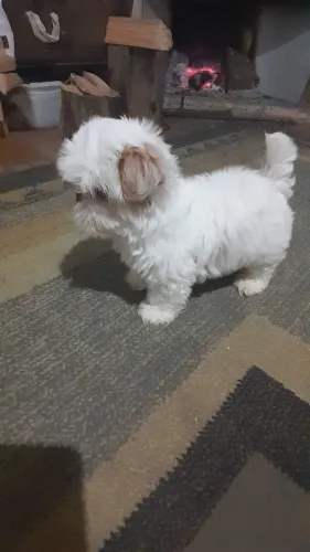 Shihtzu 