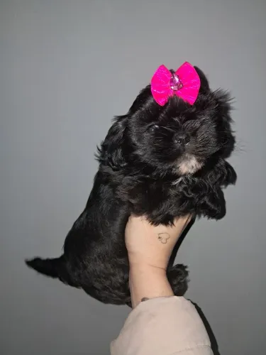 Shihtzu femea mini em 10xde 150,-