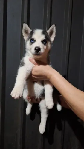 Husky Siberiano,Husky Siberiano Filhote Disponível Entrega Facilitada