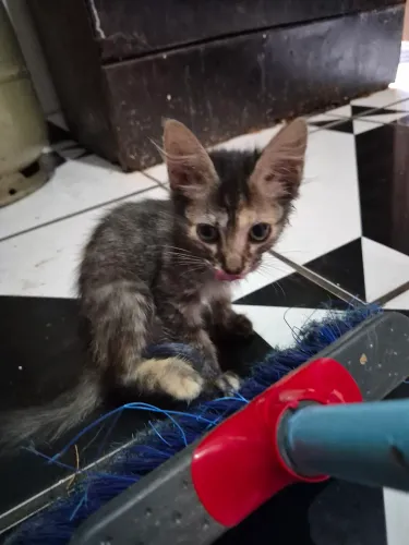 Gatinhas para adoçao