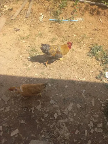 Vende-se galo! 70 reais.